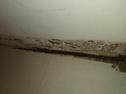 嘉澤滅鼠封堵防治工程 - 白蟻 嘉澤滅鼠封堵防治工程 - 白蟻