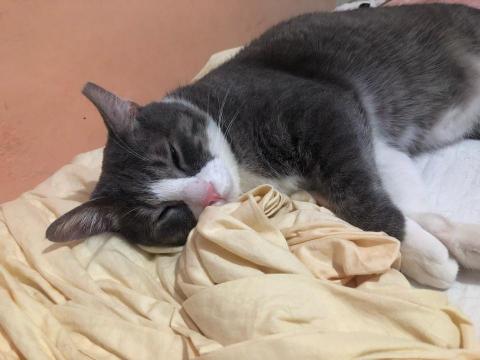 黃珮淇 - 我家的貓❤️