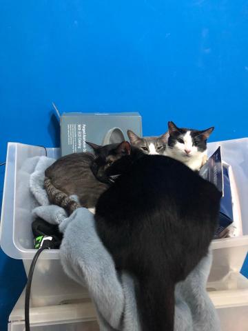 黃珮淇 - 我的貓咪?