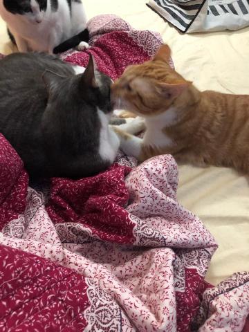 黃珮淇 - 橘色的貓是朋友的貓來我家寄養～