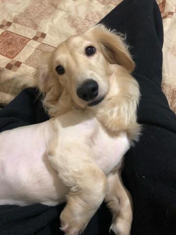 黃珮淇 - 朋友家的狗寄養～