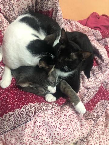 黃珮淇 - 我家的貓