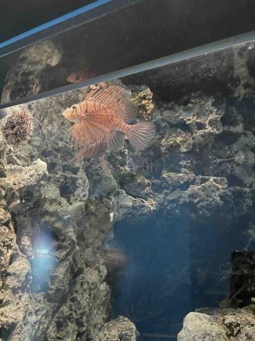 提供韓文服務的專家韓文翻譯/字幕聽打