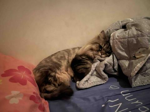 提供異音查修服務的專家貓