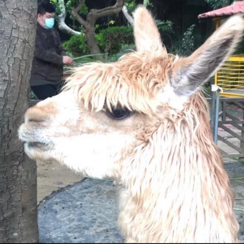 提供aveda蘊活服務的專家王嘉綸