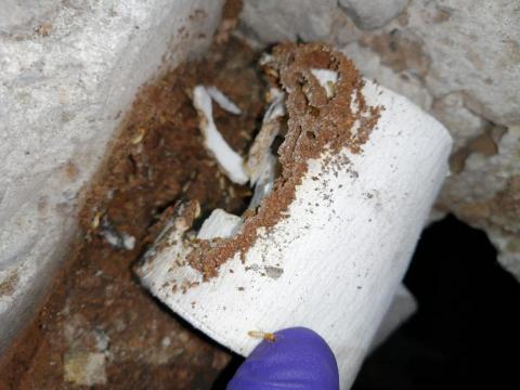 除害達人病媒防治 - 白蟻滅巢系統安裝