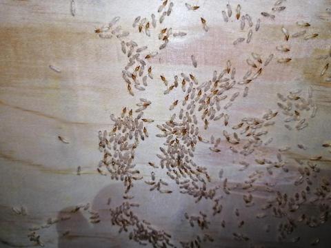 除害達人病媒防治 - 白蟻防治