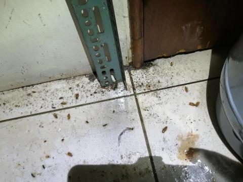 除害達人病媒防治 - 化學滅蟑