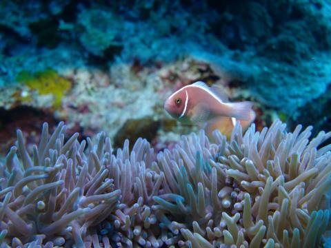 彭昊昱 - 小丑魚