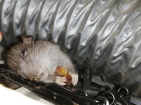 除害達人病媒防治 - 鼠害誘捕