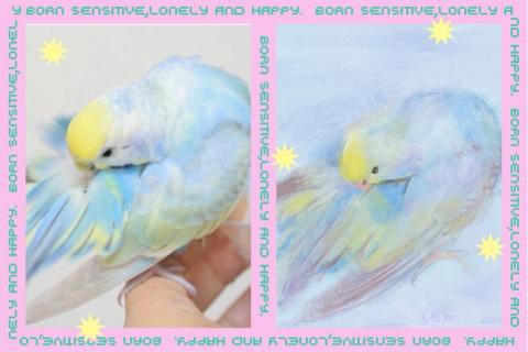 林妍歆 - 網路上別人飼養的鸚鵡