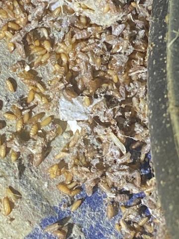 象勤環境消毒工作室 - 店家回收飛蟲滋生