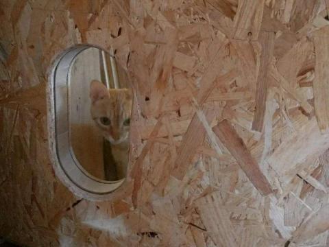 涂家源 - 拉門(含貓窗)。
工作室橫拉門，怕進出時踢到想偷溜進木屑堆的バギ(貓名)，在離地10公分做了貓窗，從此以後他看到我要進去就會先閃一邊。