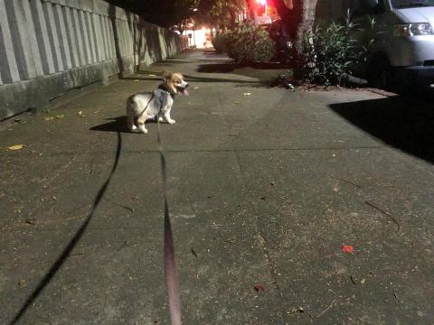 寵物保姆Ivy - 夜間散步