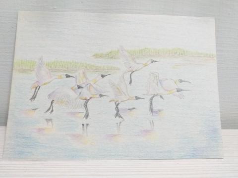 謝欣宇 - 明信片