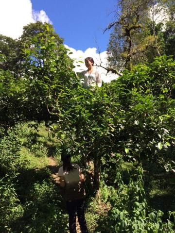 歲月藏金 - 採茶