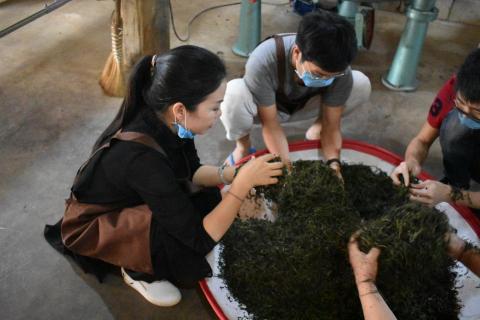 歲月藏金 - 在雲南做茶