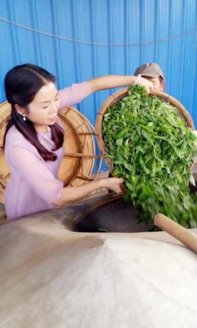 歲月藏金 - 制茶