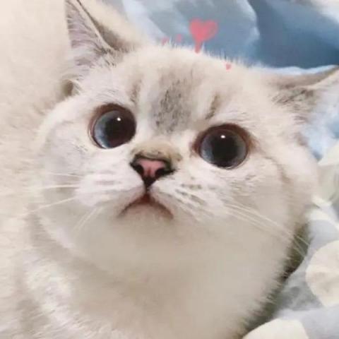 提供apex服務的專家高志輝