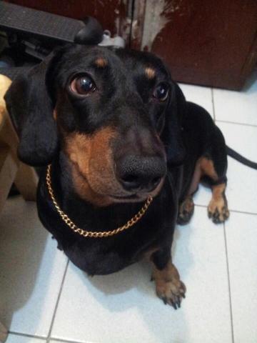 林珉蓁 - 我的狗狗，當小天使去了