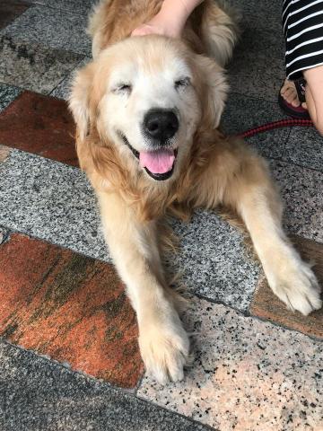 林珉蓁 - 鄰居我會帶著散步的阿帕，也當天使去了