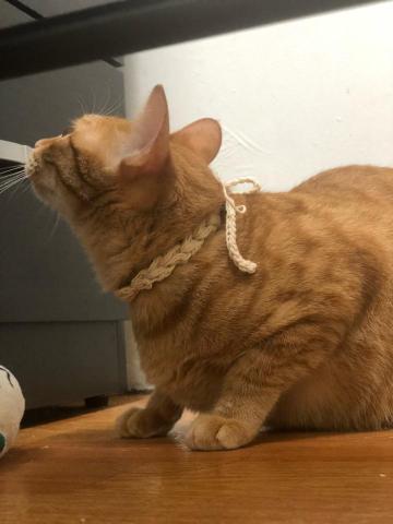 林綠洋 - 寵物項圈（可作髮帶）