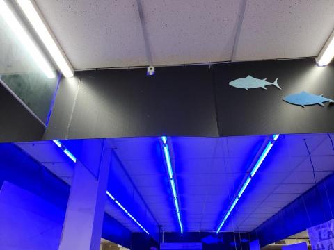 王振昌 - 代工傳統T8燈管改T8 LED藍光燈管