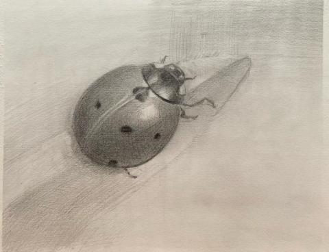 Jasmine老師 - 鉛筆素描