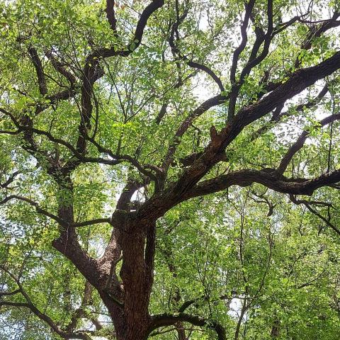 提供櫻花牌服務的專家罪櫻