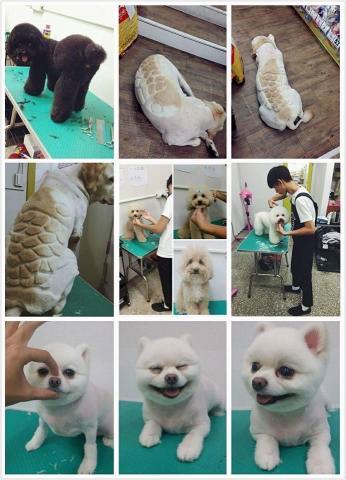 郭家驥繪畫創作與寵物交流 - 寵物美容