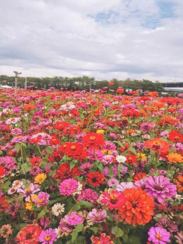 Jane - Photo shop、Lightroom、1998cam