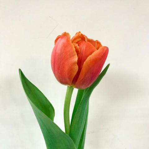 提供潤稿服務的專家Yenting Liao