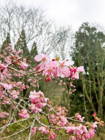 Jane - Photo shop、Lightroom、1998cam