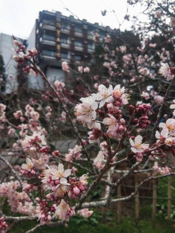 Jane - Photo shop、Lightroom、1998cam