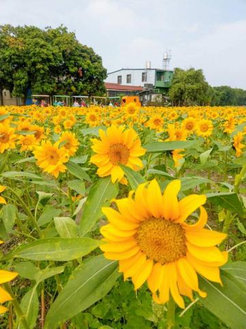 Jane - Photo shop、Lightroom、1998cam