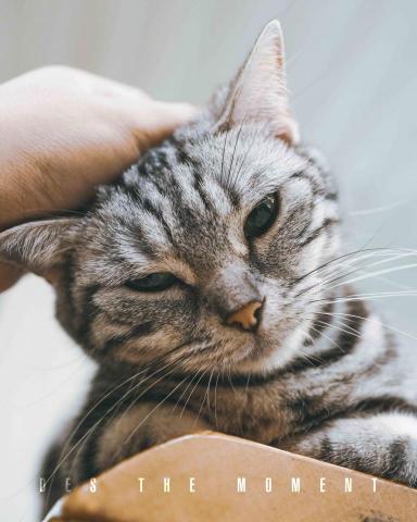 Des the moment 攝影工作室 - 寵物攝影