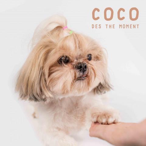 Des the moment 攝影工作室 - 寵物攝影