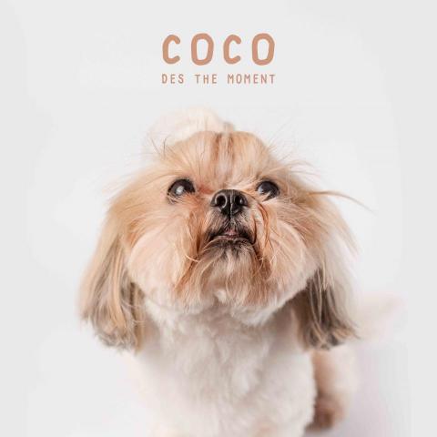 Des the moment 攝影工作室 - 寵物攝影