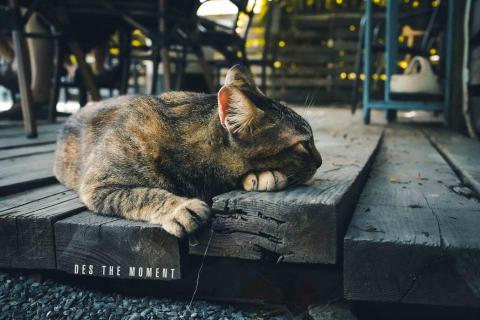 Des the moment 攝影工作室 - 寵物攝影