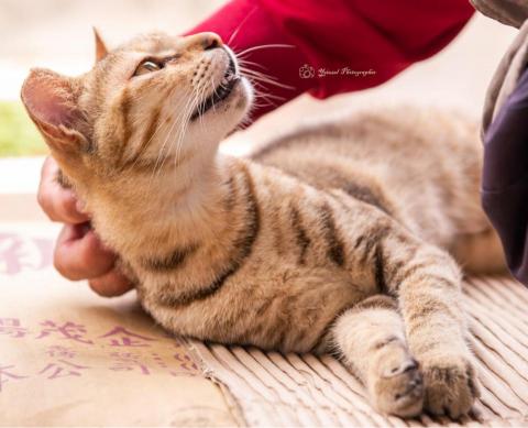 yeiazel_photographer - 