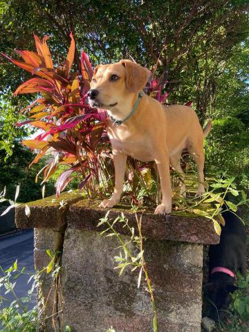 林燕子 - 這是我家的狗狗