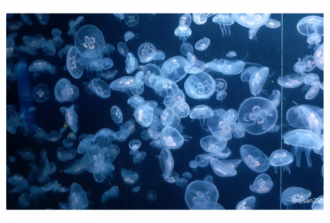 白曉埼 - 屏東海生館_水母(本人拍攝作品)