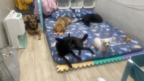 林燕子 -  我家狗狗