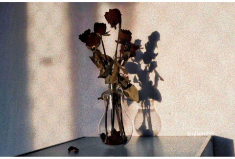 白曉埼 - 乾燥花_玫瑰(本人拍攝作品)