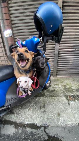 林燕子 - 帶他們去散步