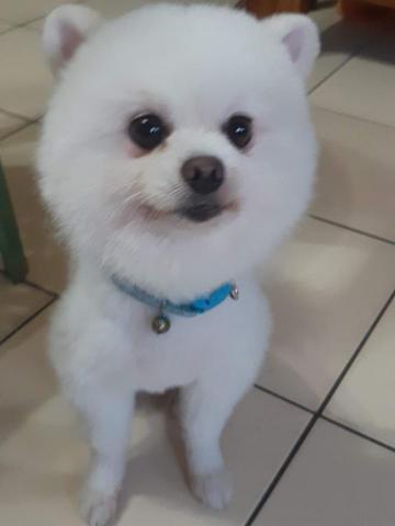 林宜蓁 - 家中博美犬