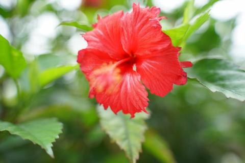 巨虎創意有限公司 -  巨虎創意有限公司 -