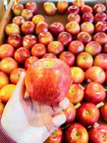 Luby - 商品圖照片風格-水果