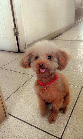 林宜蓁 - 家中貴賓狗