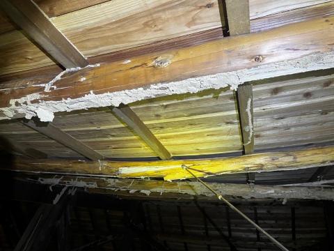 天威消毒 - 白蟻